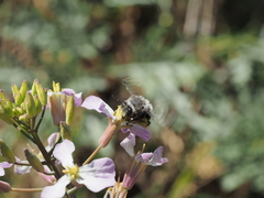 Habropoda miserabilis