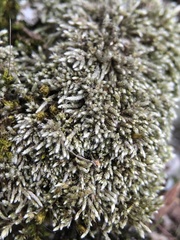 Bryum argenteum