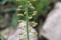 Muscari caucasicum