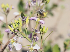 Habropoda miserabilis