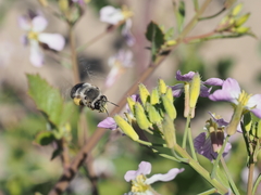 Habropoda miserabilis