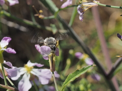 Habropoda miserabilis