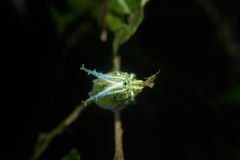 Hestina assimilis
