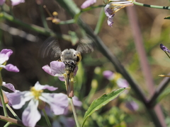 Habropoda miserabilis