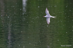Sterna hirundo