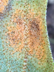 Puccinia caricis-shepherdiae