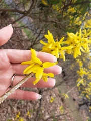 Forsythia suspensa