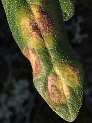 Puccinia caricis-shepherdiae