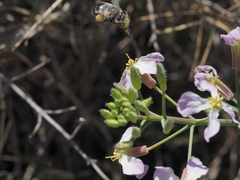 Habropoda miserabilis