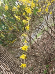 Forsythia suspensa