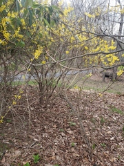 Forsythia suspensa