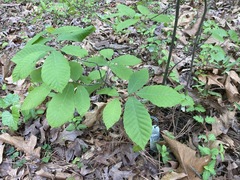 Castanea pumila