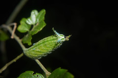 Hestina assimilis