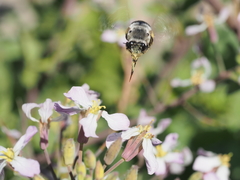 Habropoda miserabilis