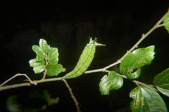 Hestina assimilis