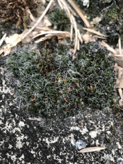 Grimmia pulvinata