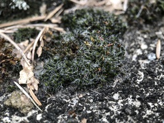Grimmia pulvinata