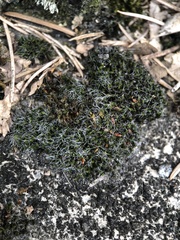 Grimmia pulvinata