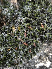 Grimmia pulvinata