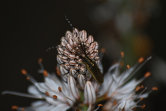 Agapanthia asphodeli