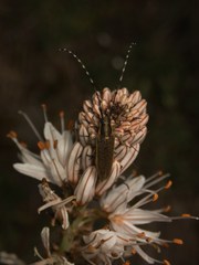 Agapanthia asphodeli