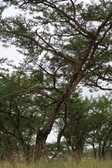 Vachellia sieberiana