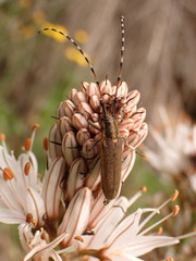 Agapanthia asphodeli