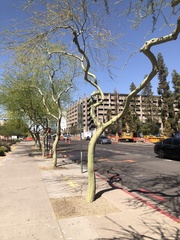 Parkinsonia