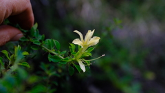 Barleria rotundifolia