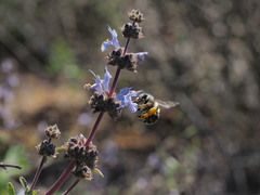 Habropoda miserabilis