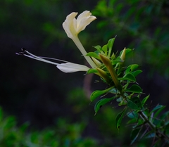 Barleria rotundifolia