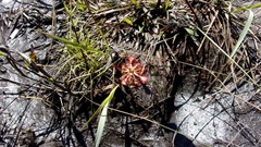 Drosera
