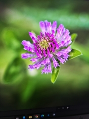 Trifolium pratense