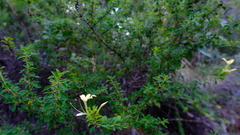 Barleria rotundifolia