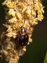 Oedionychis cincta