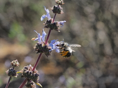 Habropoda miserabilis