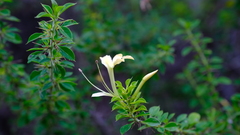 Barleria rotundifolia