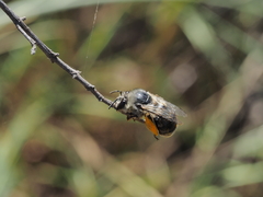 Habropoda miserabilis