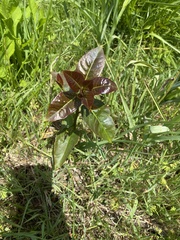 Diospyros virginiana