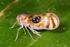 Pintalia constellaris