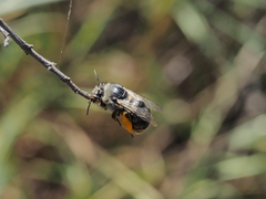 Habropoda miserabilis