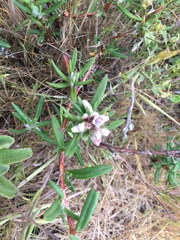 Polygonum paronychia