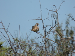 Saltatricula multicolor