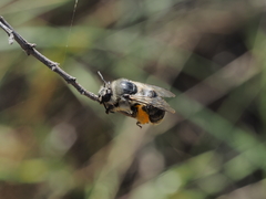 Habropoda miserabilis