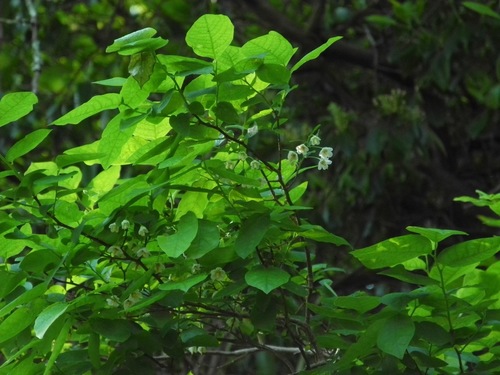 deerberry (Vaccinium stamineum)