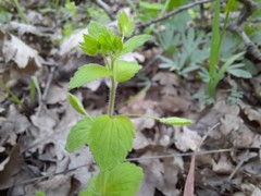 Veronica crista-galli