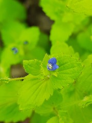 Veronica crista-galli
