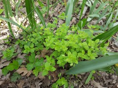 Veronica crista-galli