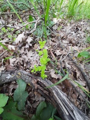 Veronica crista-galli