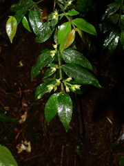 Myrcia bracteata